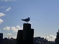 Sheffield_KW4_2008 060